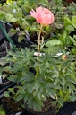 Paeonia lactiflora 'Coral Sunset' - La pépinière d'Agnens