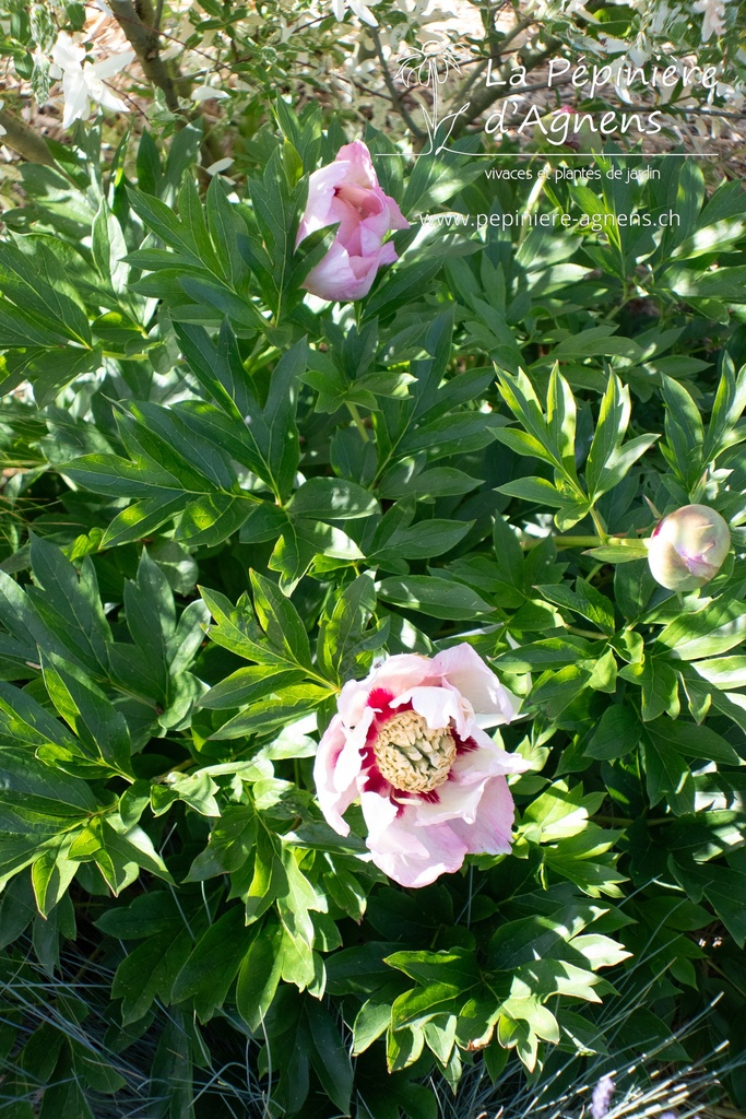 Paeonia itoh 'Pastel Splendor' - La pépinière d'Agnens