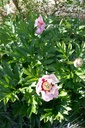 Paeonia itoh 'Pastel Splendor' - La pépinière d'Agnens