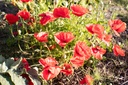 Papaver rhoeas - La pépinière d'Agnens