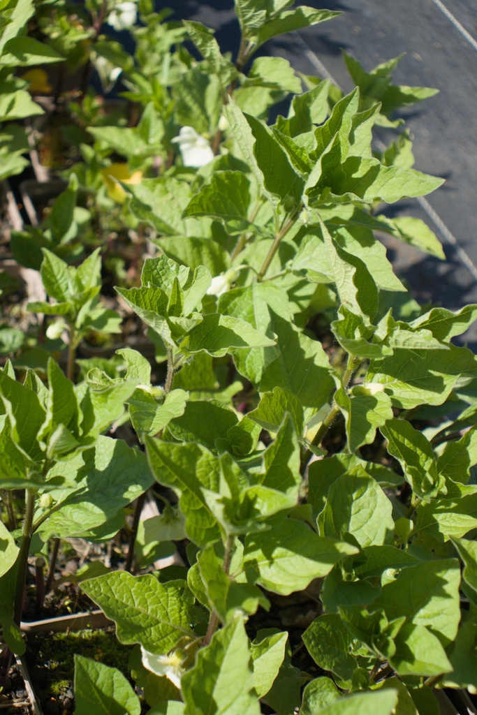 Physalis alkekengi var. franchetii - La pépinière d'Agnens