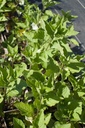 Physalis alkekengi var. franchetii - La pépinière d'Agnens