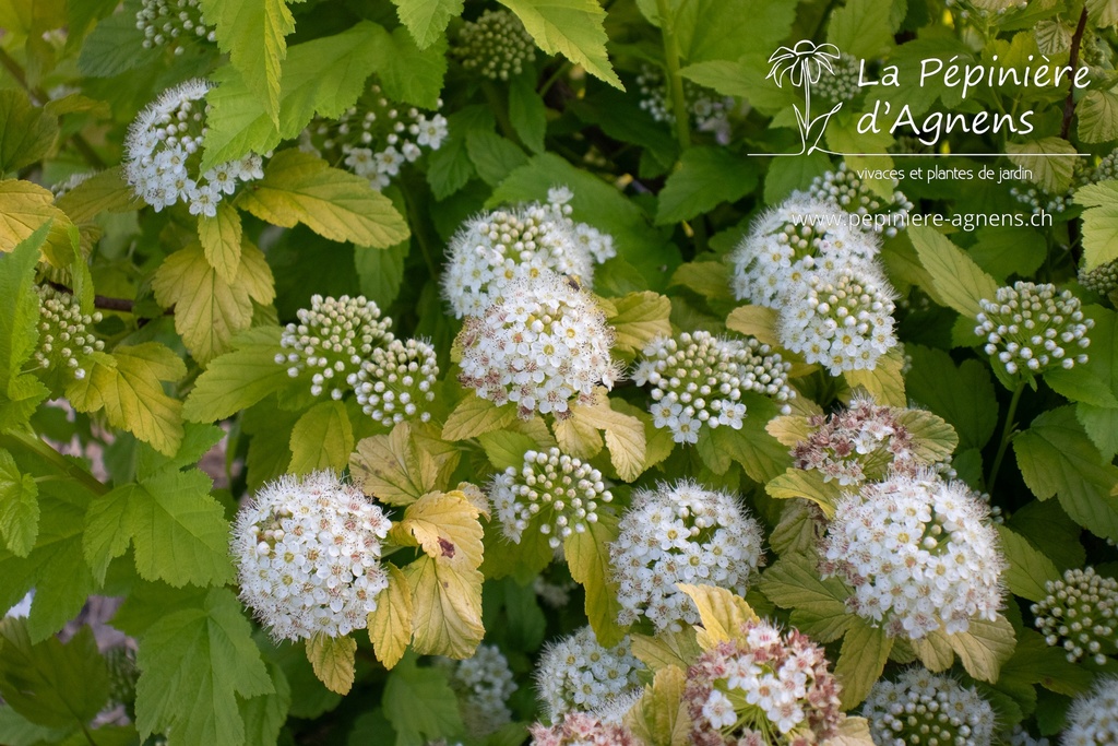 Physocarpus opulifolius 'Angel Gold' - La pépinière d'Agnens