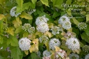 Physocarpus opulifolius 'Angel Gold' - La pépinière d'Agnens