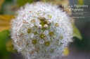 Physocarpus opulifolius 'Angel Gold' - La pépinière d'Agnens