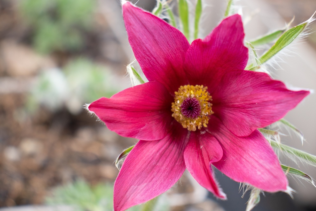 Pulsatilla vulgaris 'Rubra' - La pépinière d'Agnens