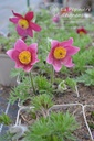 Pulsatilla vulgaris 'Rubra' - La pépinière d'Agnens