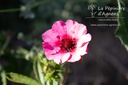 Potentilla nepalensis 'Miss Willmott' - La pépinière d'Agnens