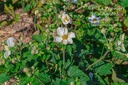 Anemone hybrida 'Honorine Jobert' - La pépinière d'Agnens