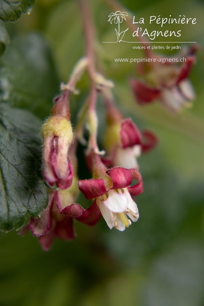 Ribes (1) nidigrolaria 'Josta' - La Pépinière d'Agnens