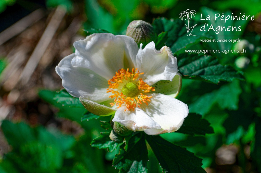 Anemone hybrida 'Honorine Jobert' - La pépinière d'Agnens