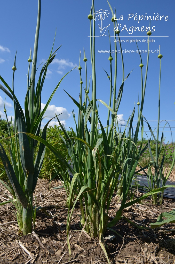Allium ampeloprasum- La Pépinière d'Agnens