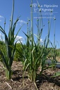Allium ampeloprasum- La Pépinière d'Agnens