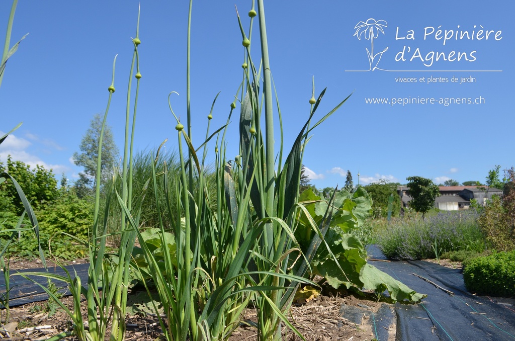 Allium ampeloprasum- La Pépinière d'Agnens