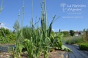 Allium ampeloprasum- La Pépinière d'Agnens