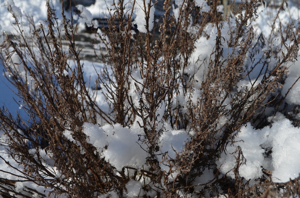Artemisia abrotanum 'Citrina'- La Pépinière d'Agnens