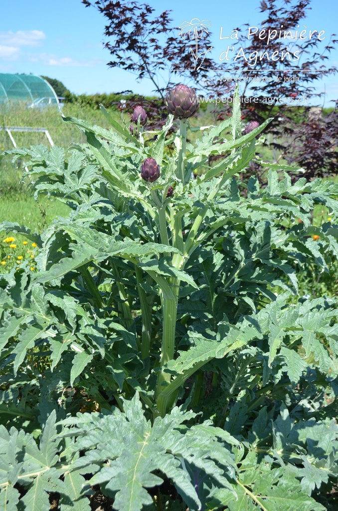 Cynara scolymus- La Pépinière d'Agnens