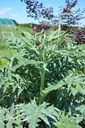 Cynara scolymus- La Pépinière d'Agnens