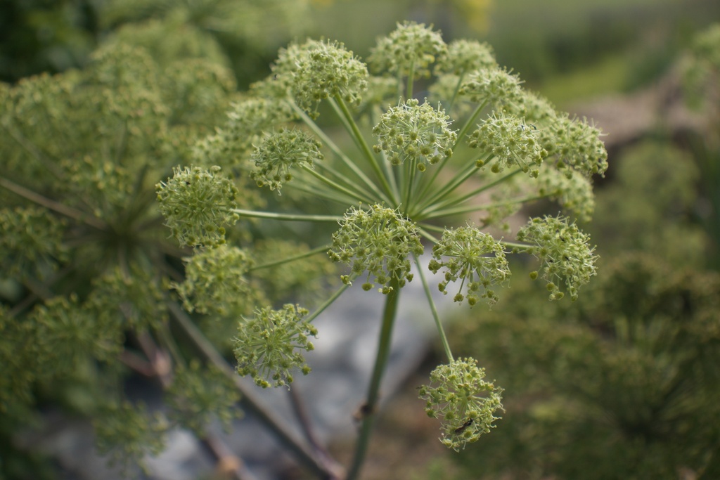 Angelica archangelica - La pépinière d'Agnens