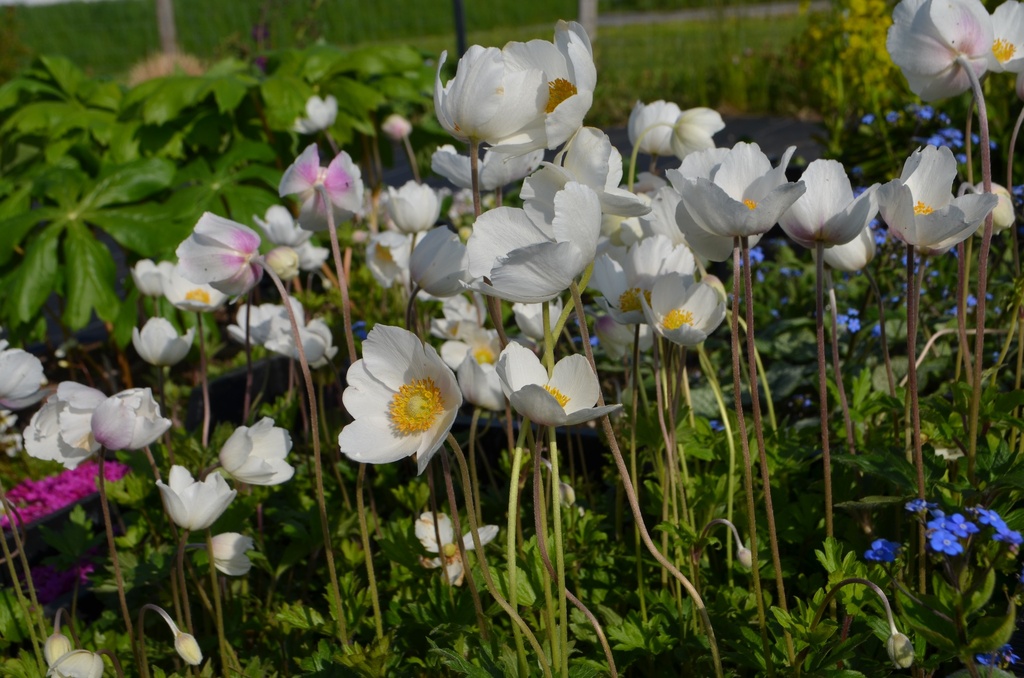 Anemone sylvestris - La pépinière d'Agnens