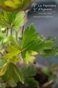 Anemone sylvestris - La pépinière d'Agnens