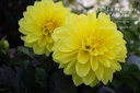 Dahlia décoratif 'Météorite' - La pépinière d'Agnens