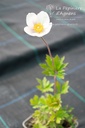 Anemone sylvestris - La pépinière d'Agnens