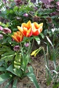 Tulipa simple hâtive 'Flair' - La pépinière d'Agnens