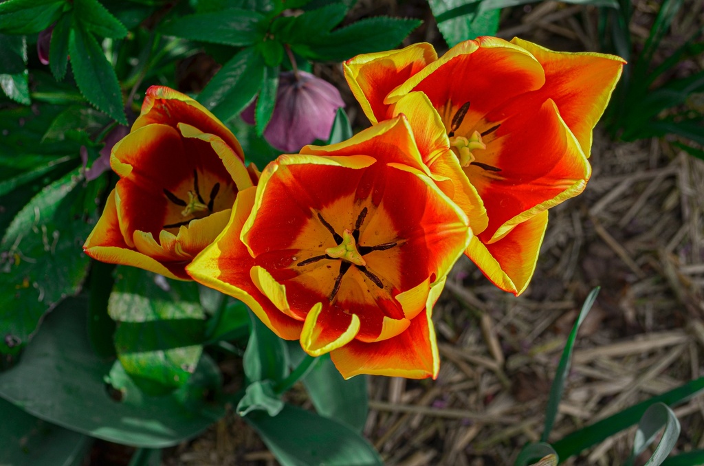 Tulipa simple hâtive 'Flair' - La pépinière d'Agnens