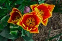 Tulipa simple hâtive 'Flair' - La pépinière d'Agnens