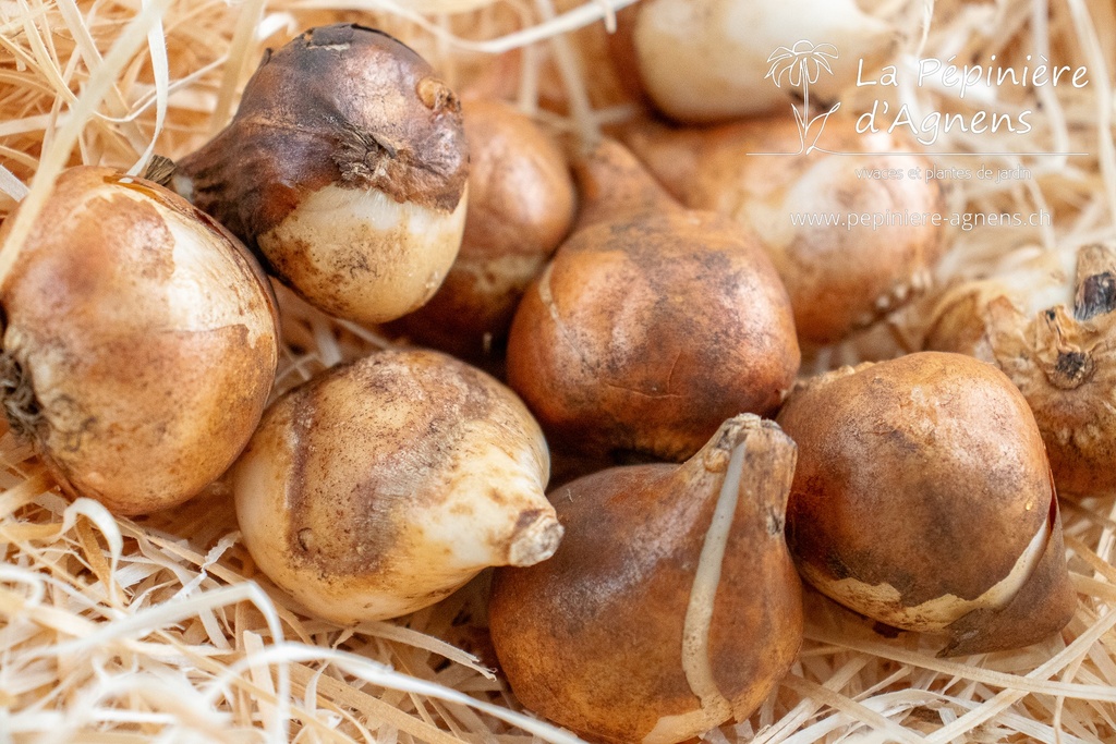 Tulipa triomphe 'Paul Scherer' - La pépinière d'Agnens