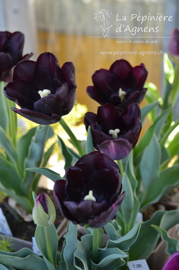 Tulipa triomphe 'Paul Scherer' - La pépinière d'Agnens
