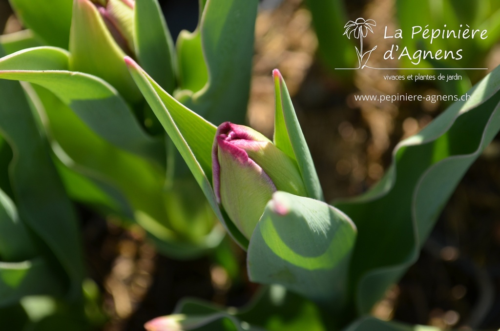 Tulipa triomphe 'Paul Scherer' - La pépinière d'Agnens