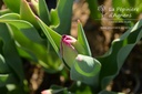 Tulipa triomphe 'Paul Scherer' - La pépinière d'Agnens