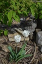 Tulipa triomphe 'White Marvel' - La pépinière d'Agnens