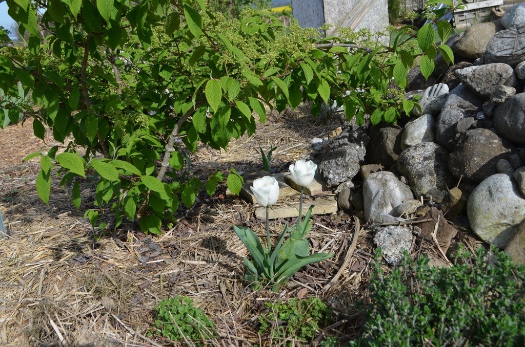 Tulipa triomphe 'White Marvel' - La pépinière d'Agnens