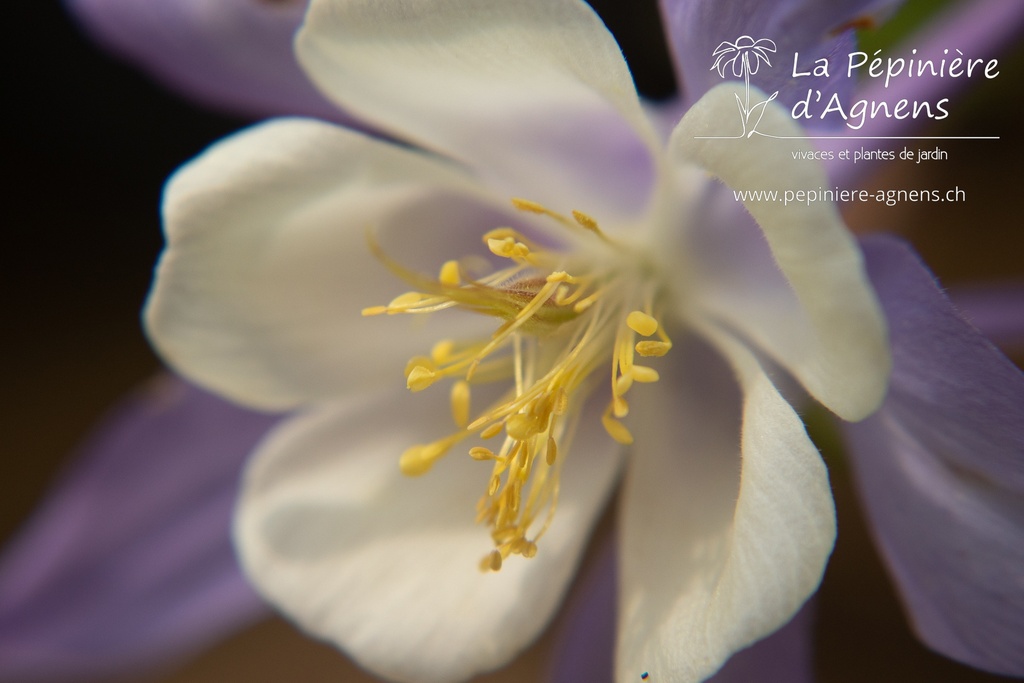 Aquilegia caerulea 'Blue Star' - La pépinière d'Agnens - La pépinière d'Agnens