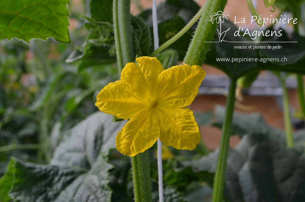 Concombre cultivar 'Tanja' - La pépinière d'Agnens
