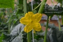 Concombre cultivar 'Tanja' - La pépinière d'Agnens