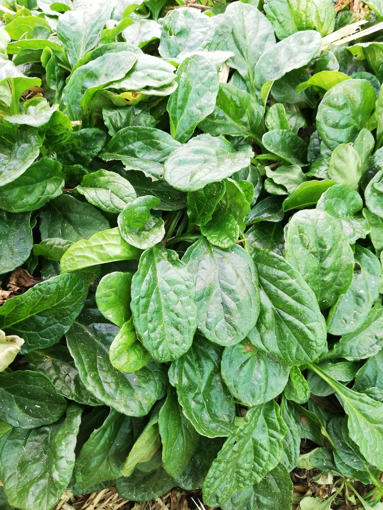 Ajuga reptans Sanne