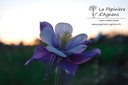 Aquilegia caerulea 'Blue Star' - La pépinière d'Agnens