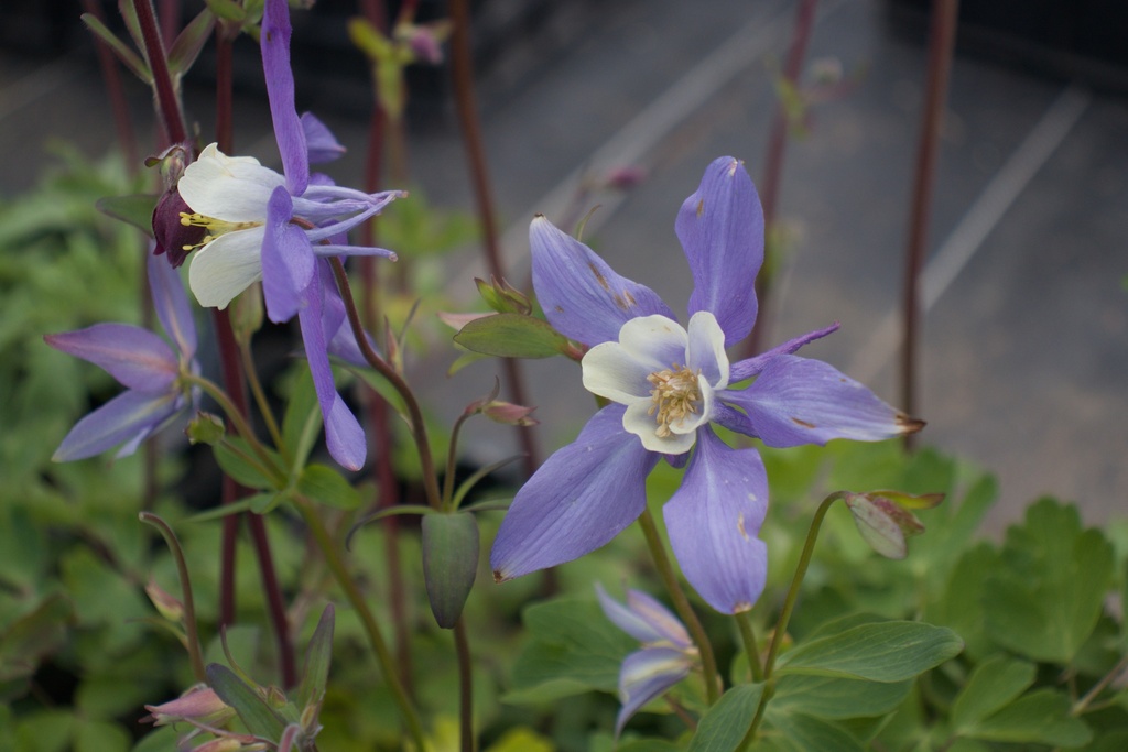 Aquilegia caerulea 'Blue Star' - La pépinière d'Agnens