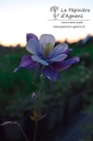 Aquilegia caerulea 'Blue Star' - La pépinière d'Agnens