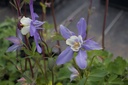 Aquilegia caerulea 'Blue Star' - La pépinière d'Agnens
