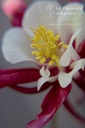 Aquilegia caerulea 'Crimson Star' - La pépinière d'Agnens