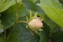 Fragaria hybride 'Petrino' - La pépinière d'Agnens