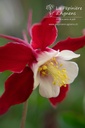 Aquilegia caerulea 'Crimson Star' - La pépinière d'Agnens