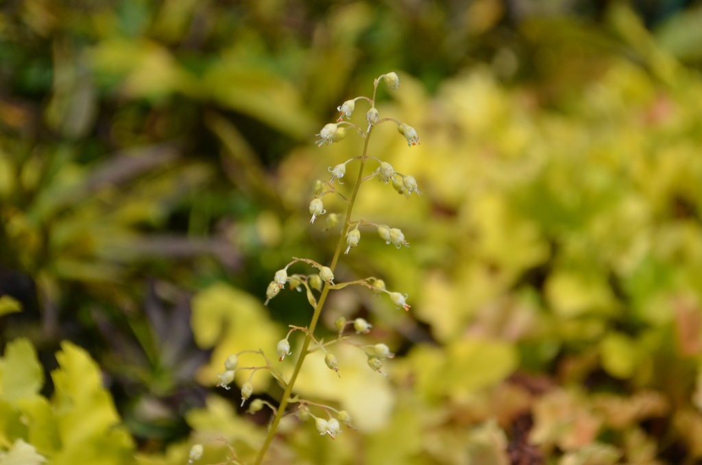 Heuchera hybride 'Lime Marmalade'- La pépinière d'Agnens