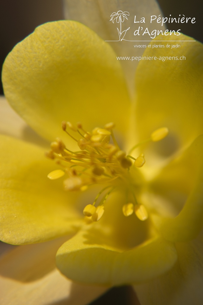 Aquilegia chrysantha 'Yellow Queen' - La pépinière d'Agnens