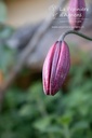 Lilium martagon 'Claude Shride' - La pépinière d'Agnens